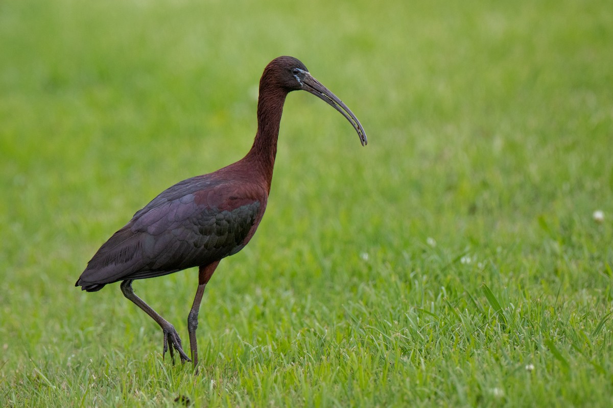 Glossy Ibis - Ryan Douglas