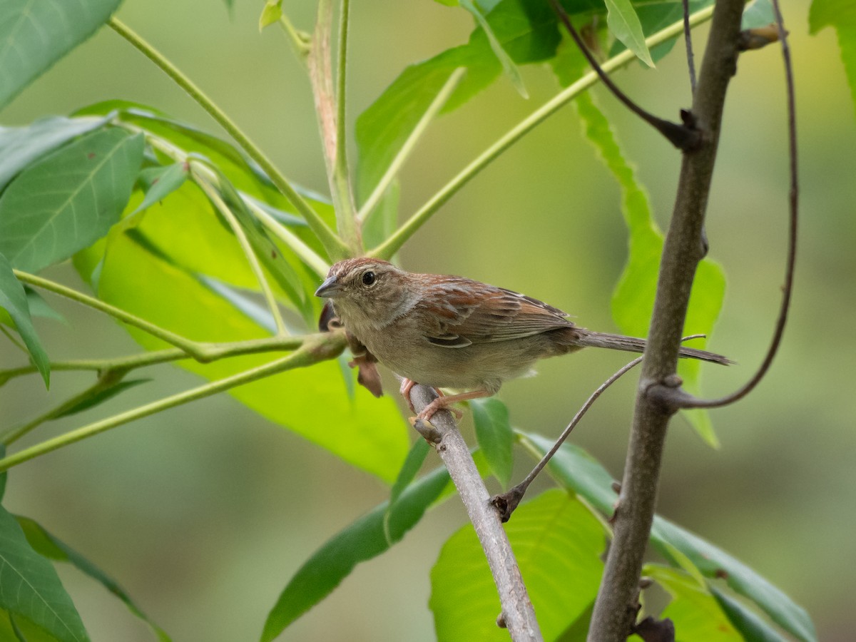 Bachman's Sparrow - Ava Kornfeld