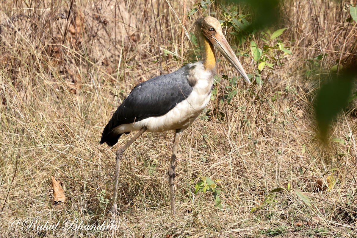 Lesser Adjutant - Rahul Bhandari