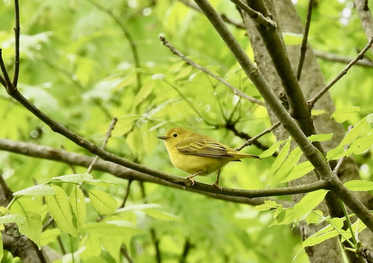 Yellow Warbler - Barb Stone