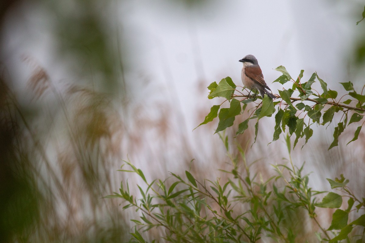 Red-backed Shrike - ML619295547