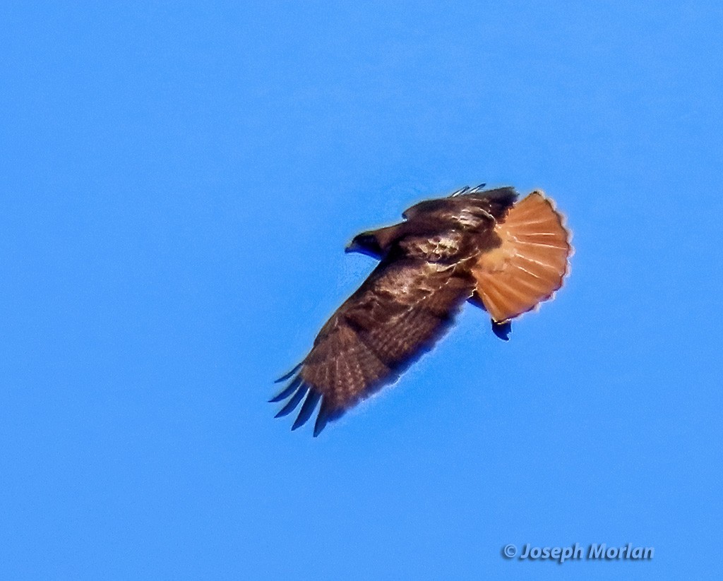 Red-tailed Hawk - Joseph Morlan