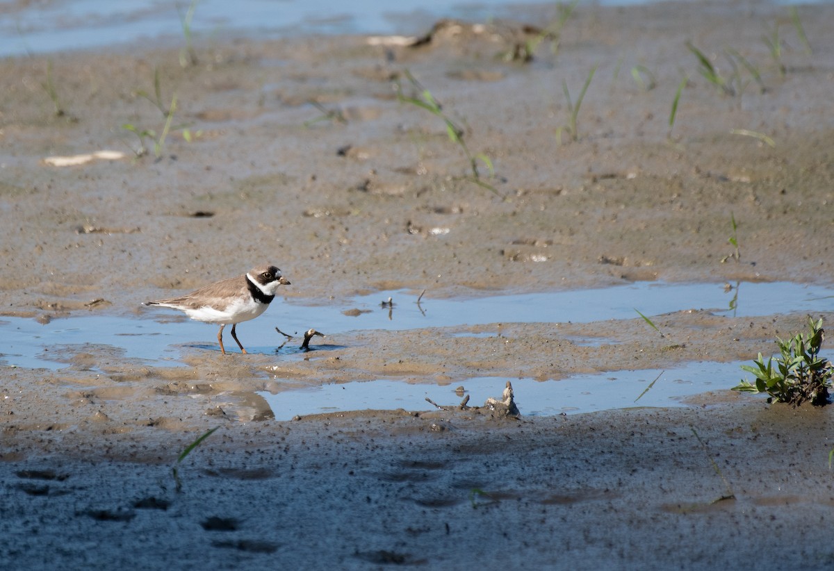 Semipalmated Plover - ML619295565