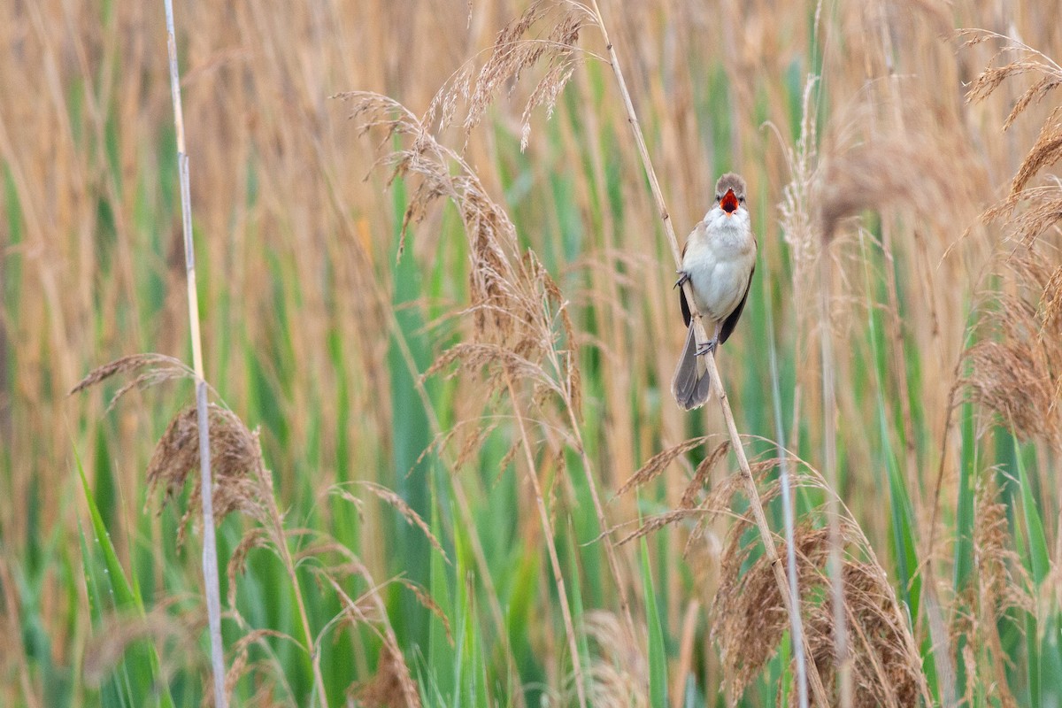 Great Reed Warbler - ML619295568