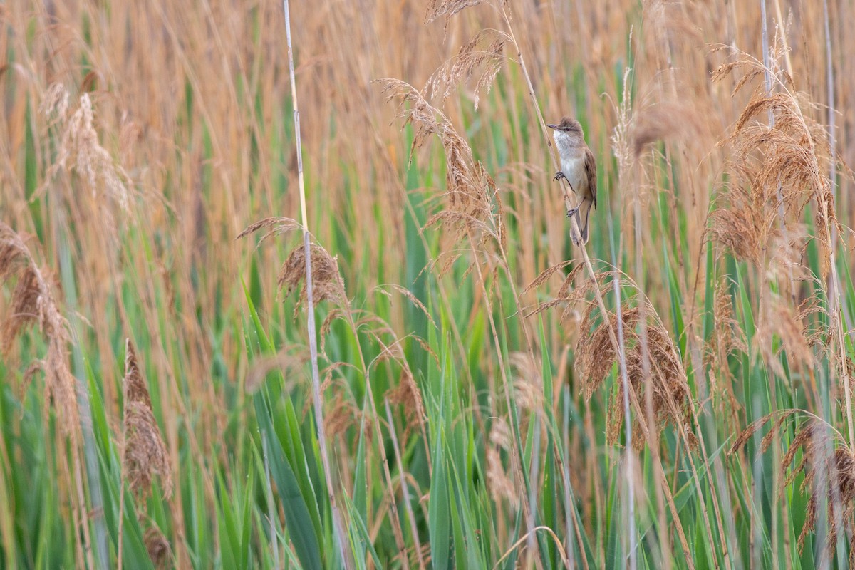 Great Reed Warbler - Jakub Macháň