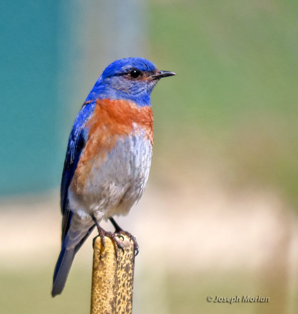 Western Bluebird - Joseph Morlan