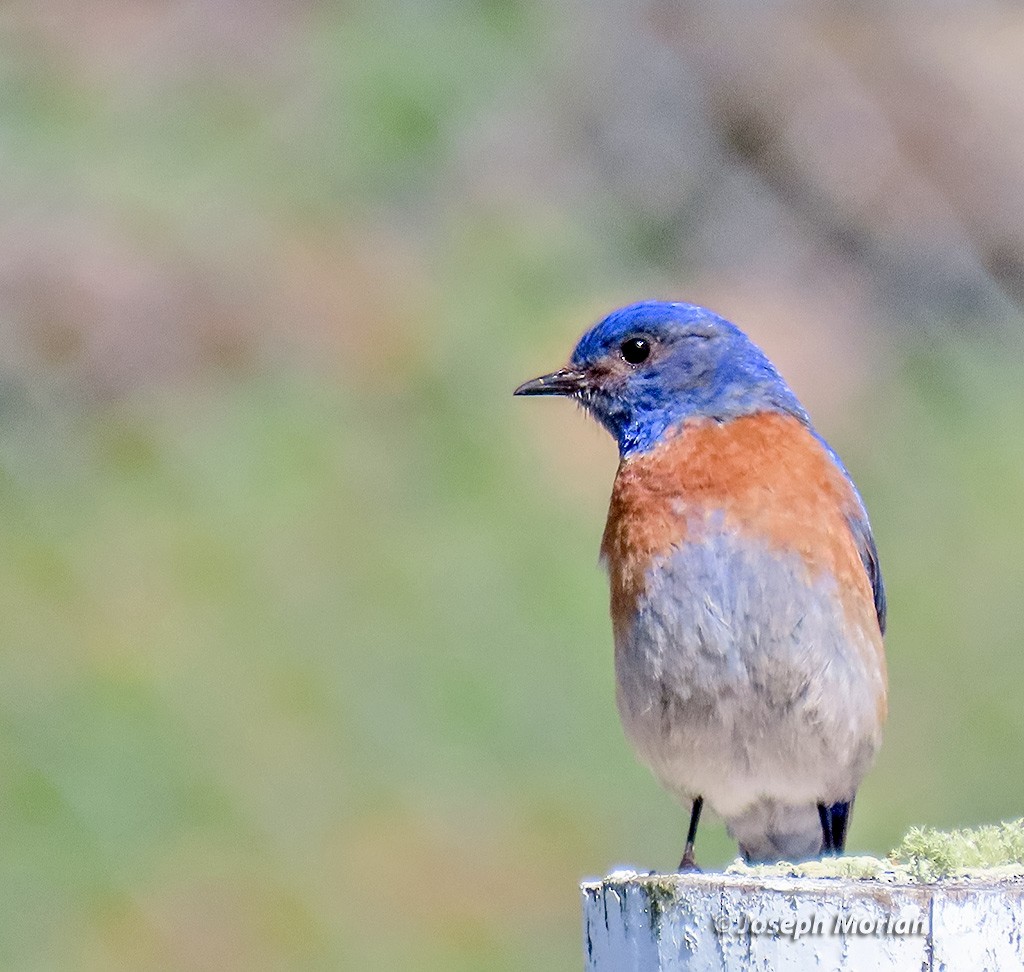 Western Bluebird - Joseph Morlan