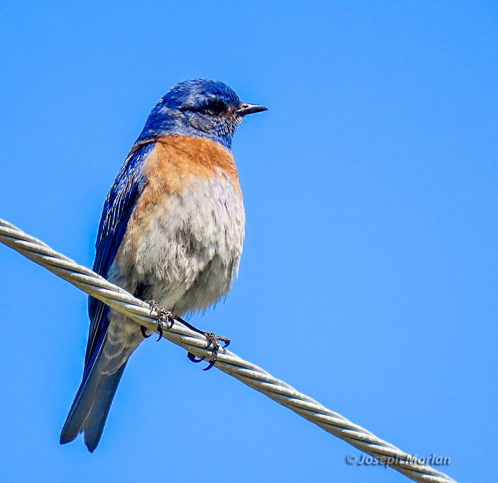 Western Bluebird - Joseph Morlan