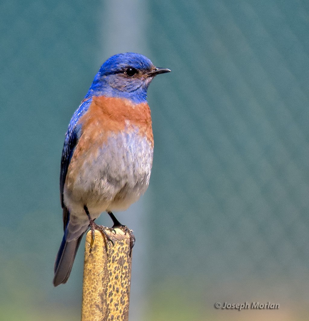 Western Bluebird - Joseph Morlan