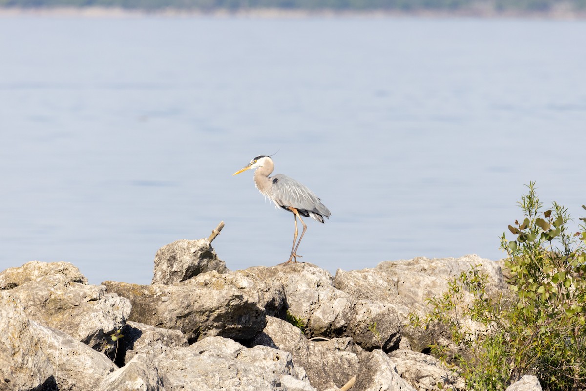 Great Blue Heron (Great Blue) - ML619295586