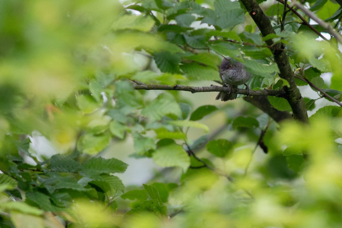 Barred Warbler - ML619295587