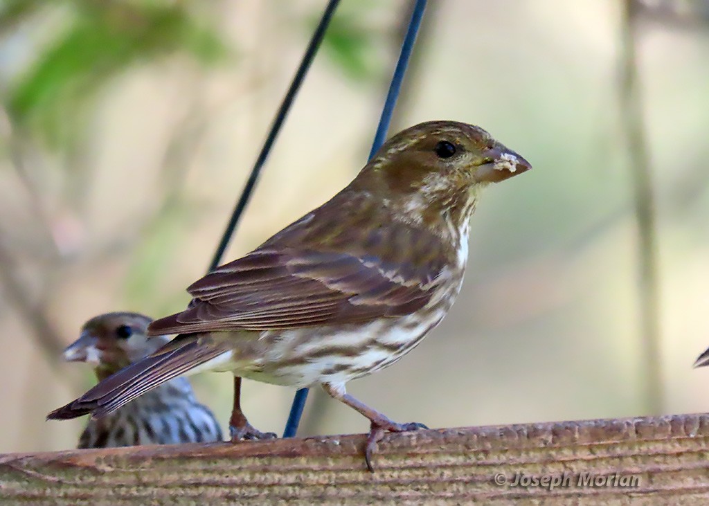 Purple Finch - Joseph Morlan