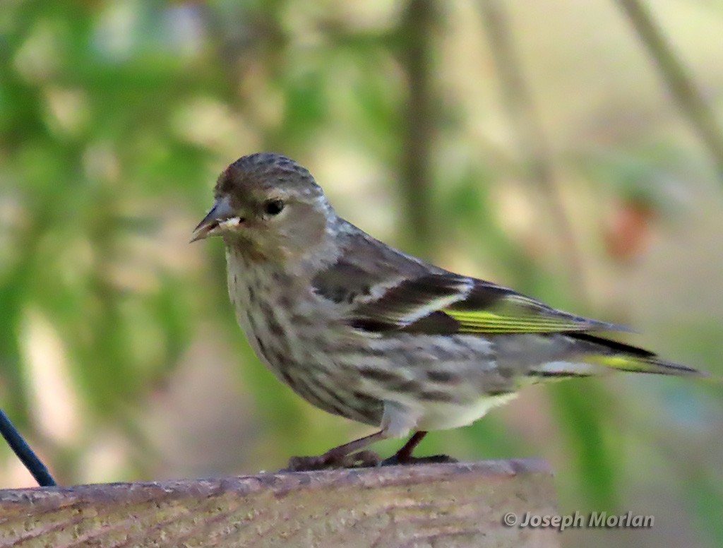 Pine Siskin - Joseph Morlan