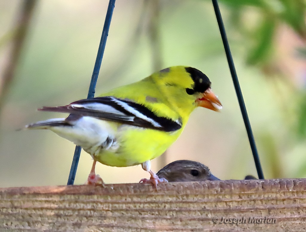 American Goldfinch - Joseph Morlan