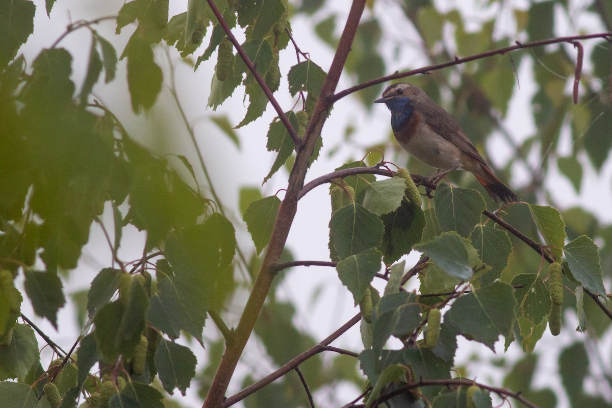 Bluethroat - Jakub Macháň