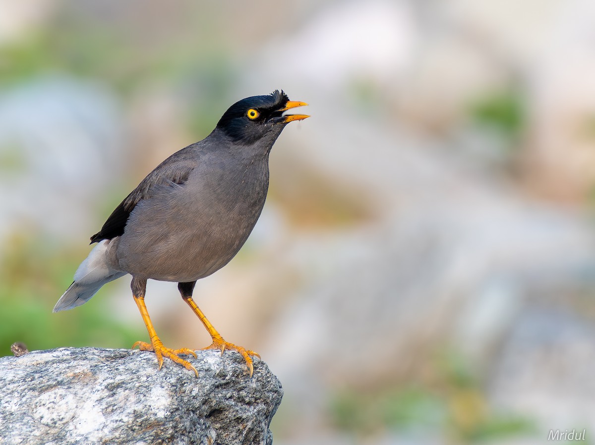 Jungle Myna - ML619295635