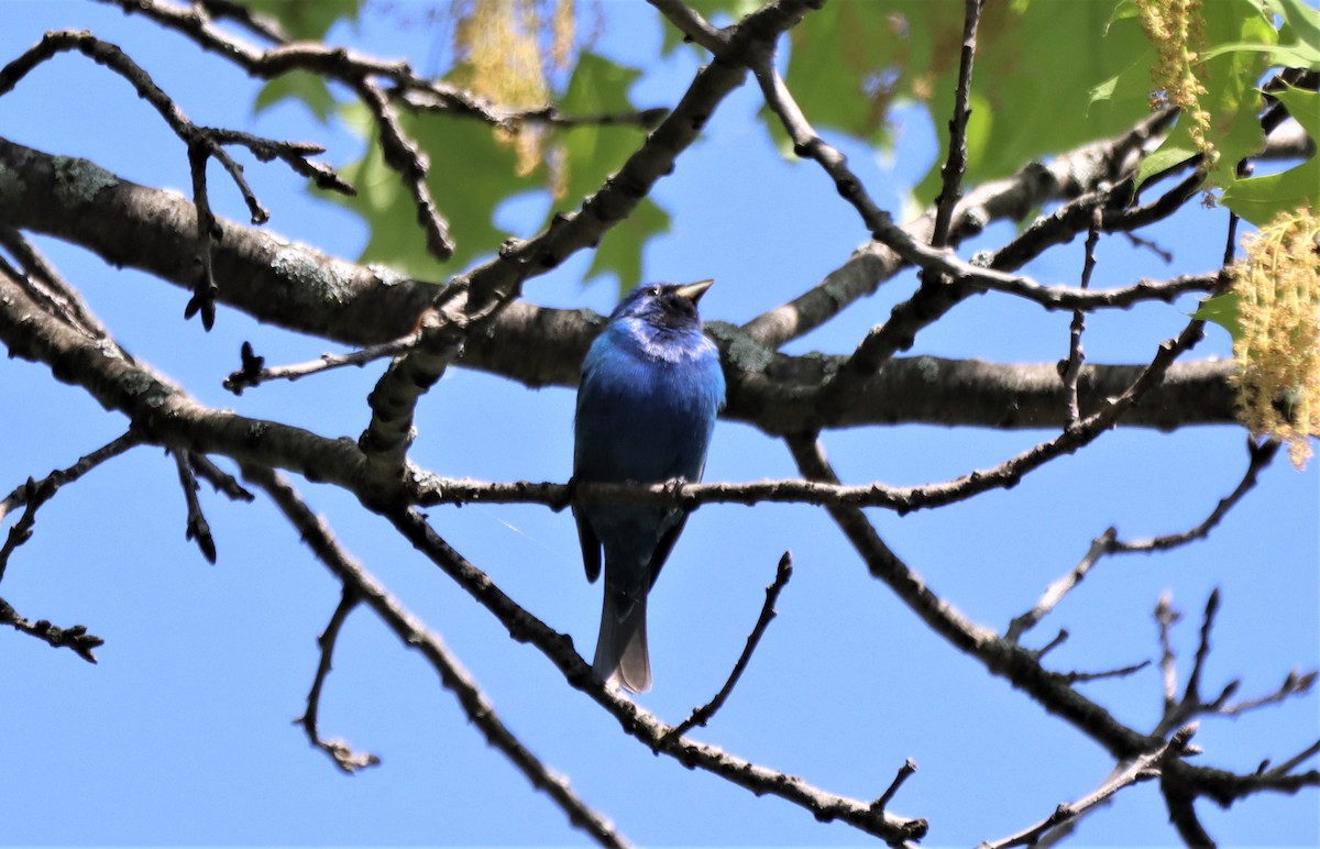 Indigo Bunting - Daniel Laforce