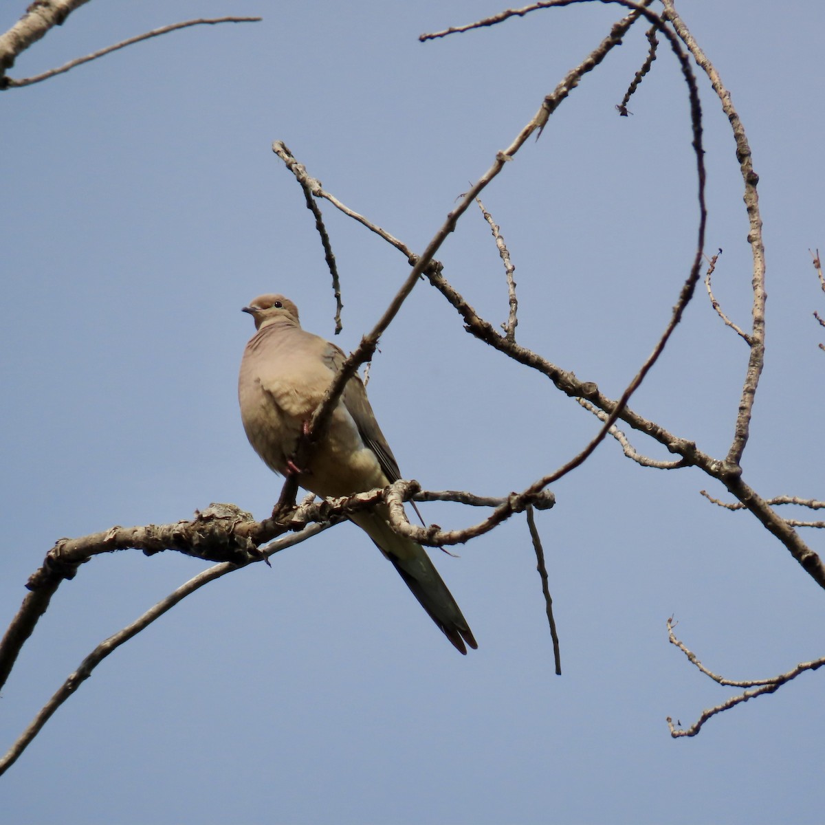 Mourning Dove - ML619295655