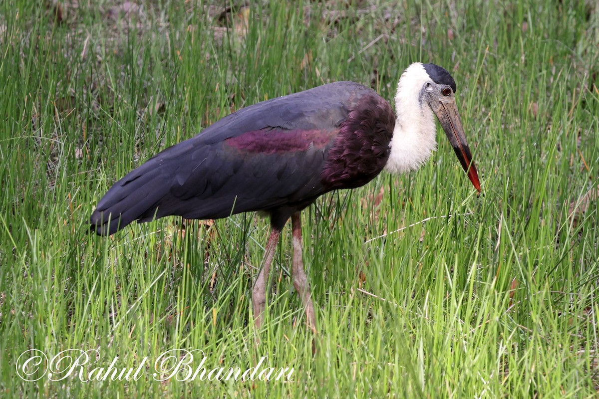 Asian Woolly-necked Stork - Rahul Bhandari