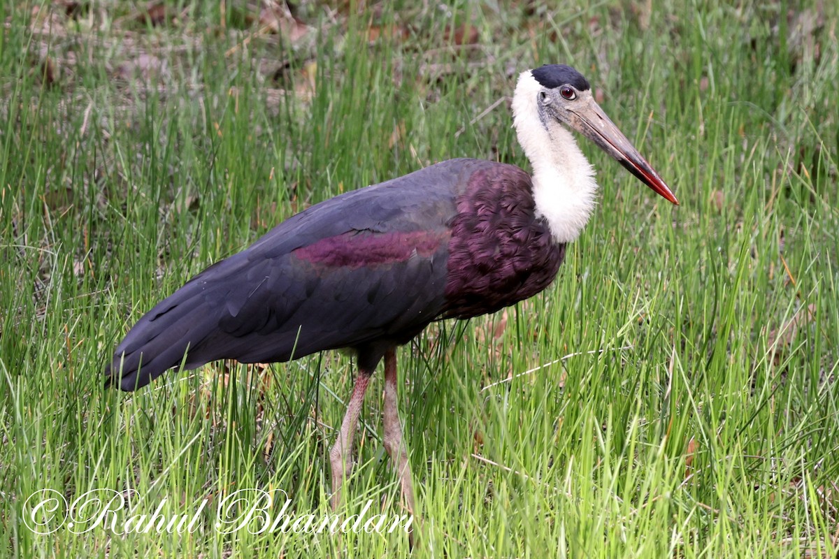 Asian Woolly-necked Stork - Rahul Bhandari