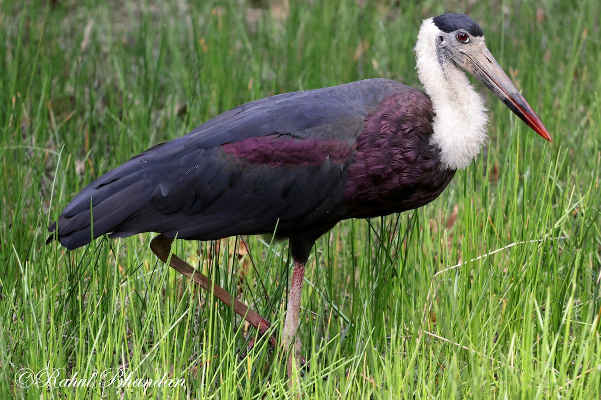 Asian Woolly-necked Stork - Rahul Bhandari