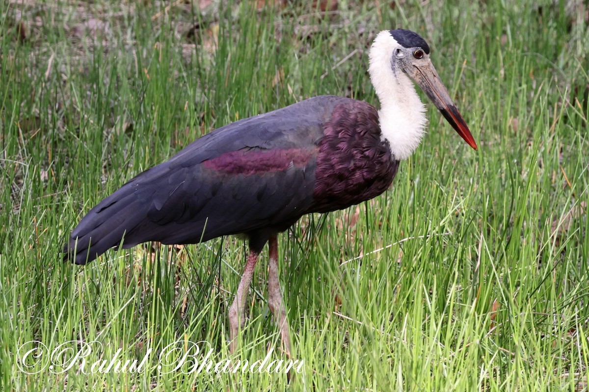 Asian Woolly-necked Stork - Rahul Bhandari