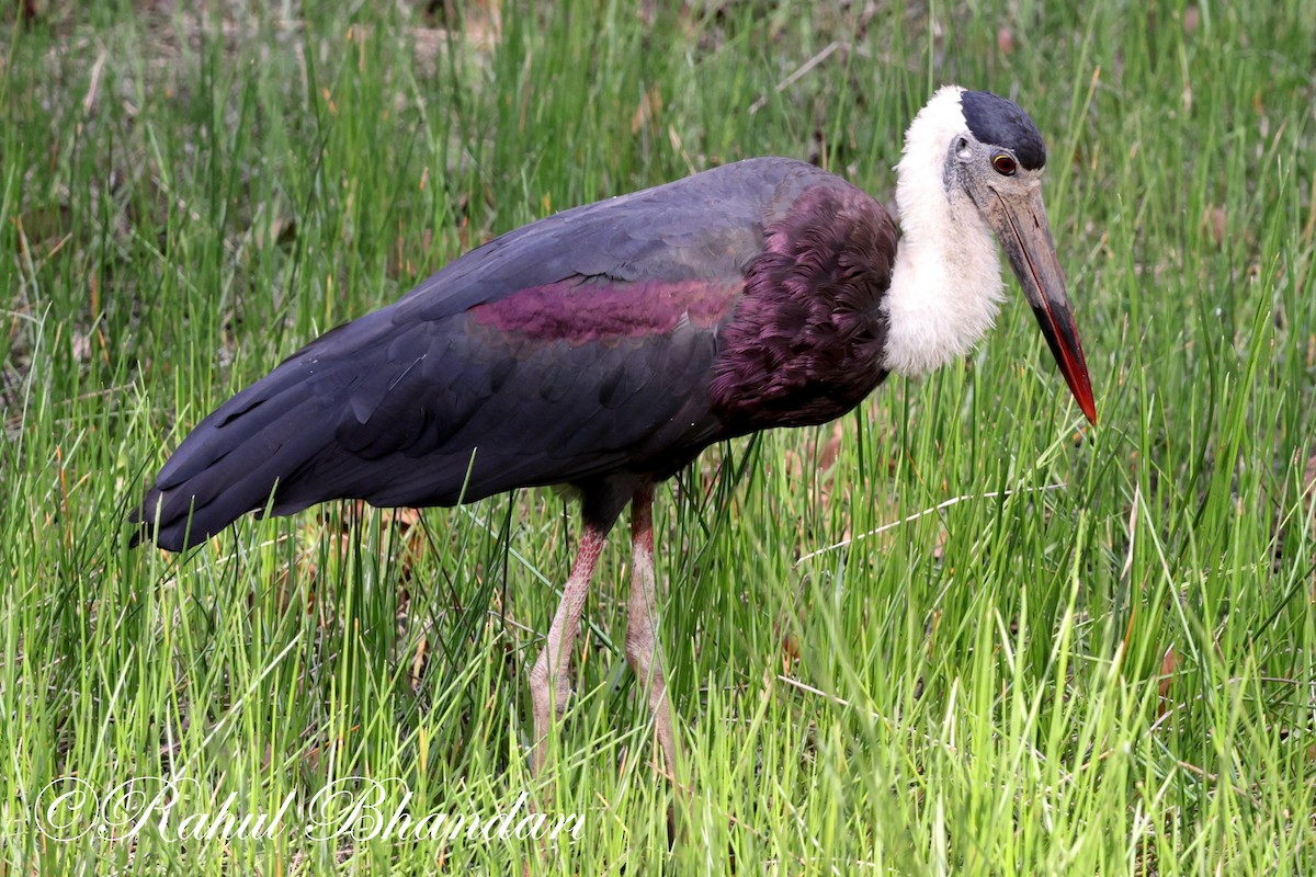 Asian Woolly-necked Stork - Rahul Bhandari