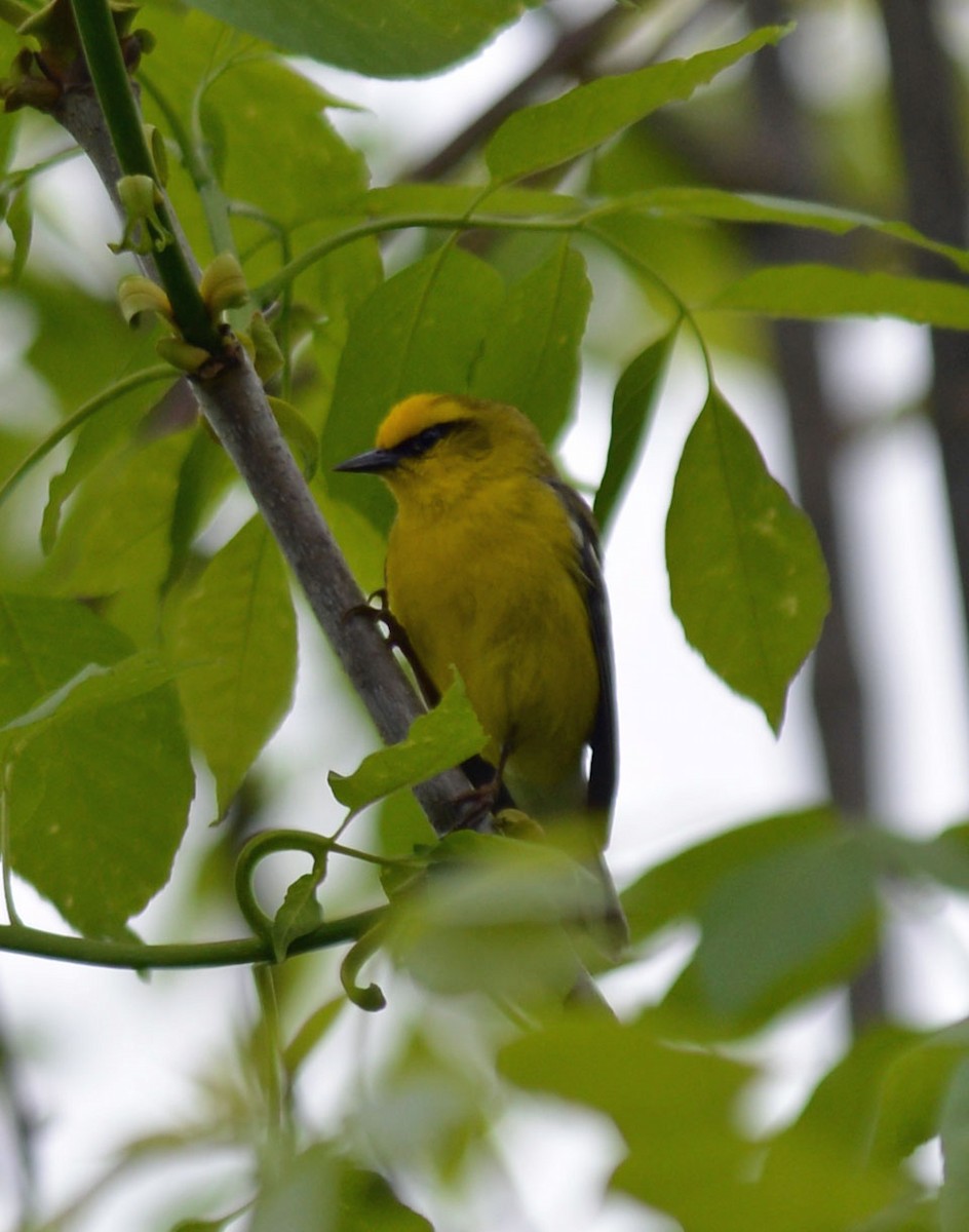 Blue-winged Warbler - Michael Carpenter