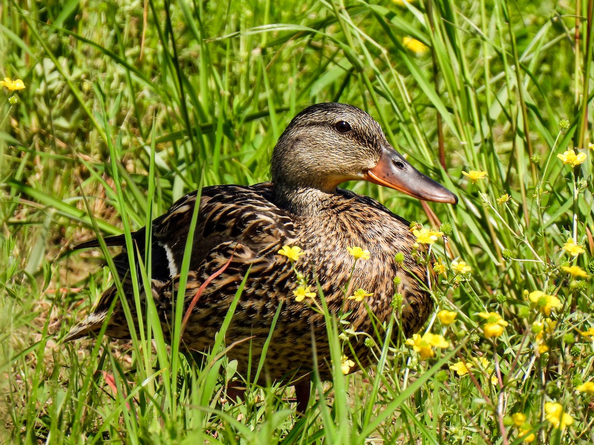 Mallard - Sophie Dismukes