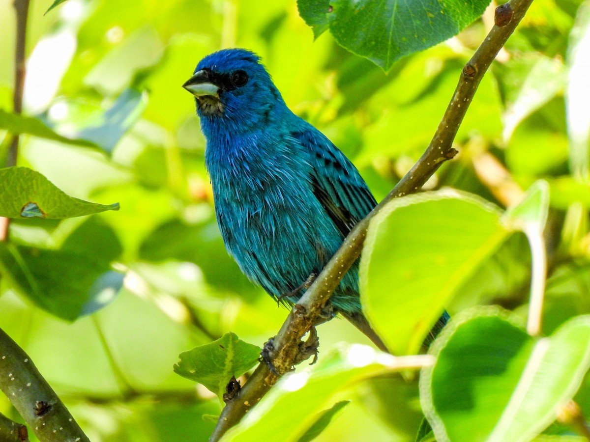 Indigo Bunting - Sophie Dismukes