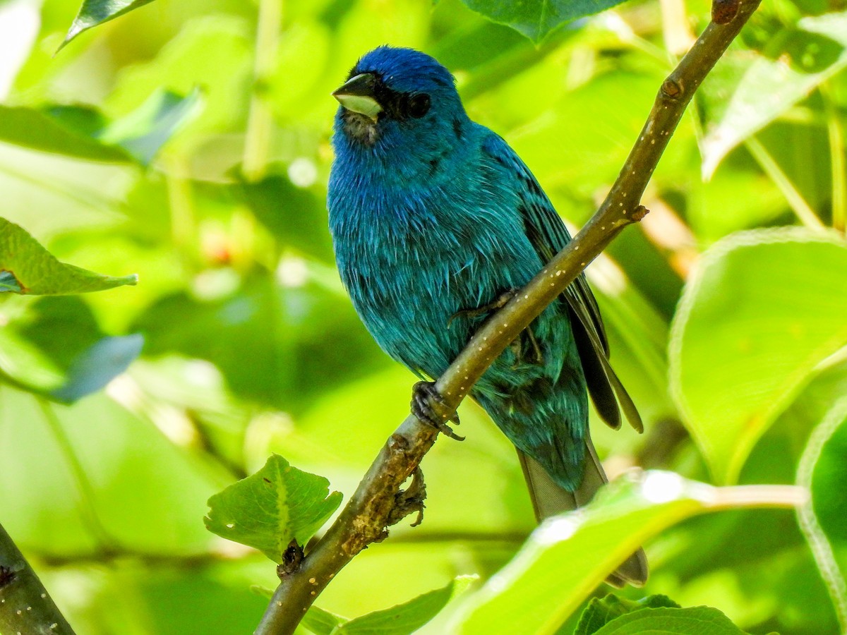 Indigo Bunting - Sophie Dismukes