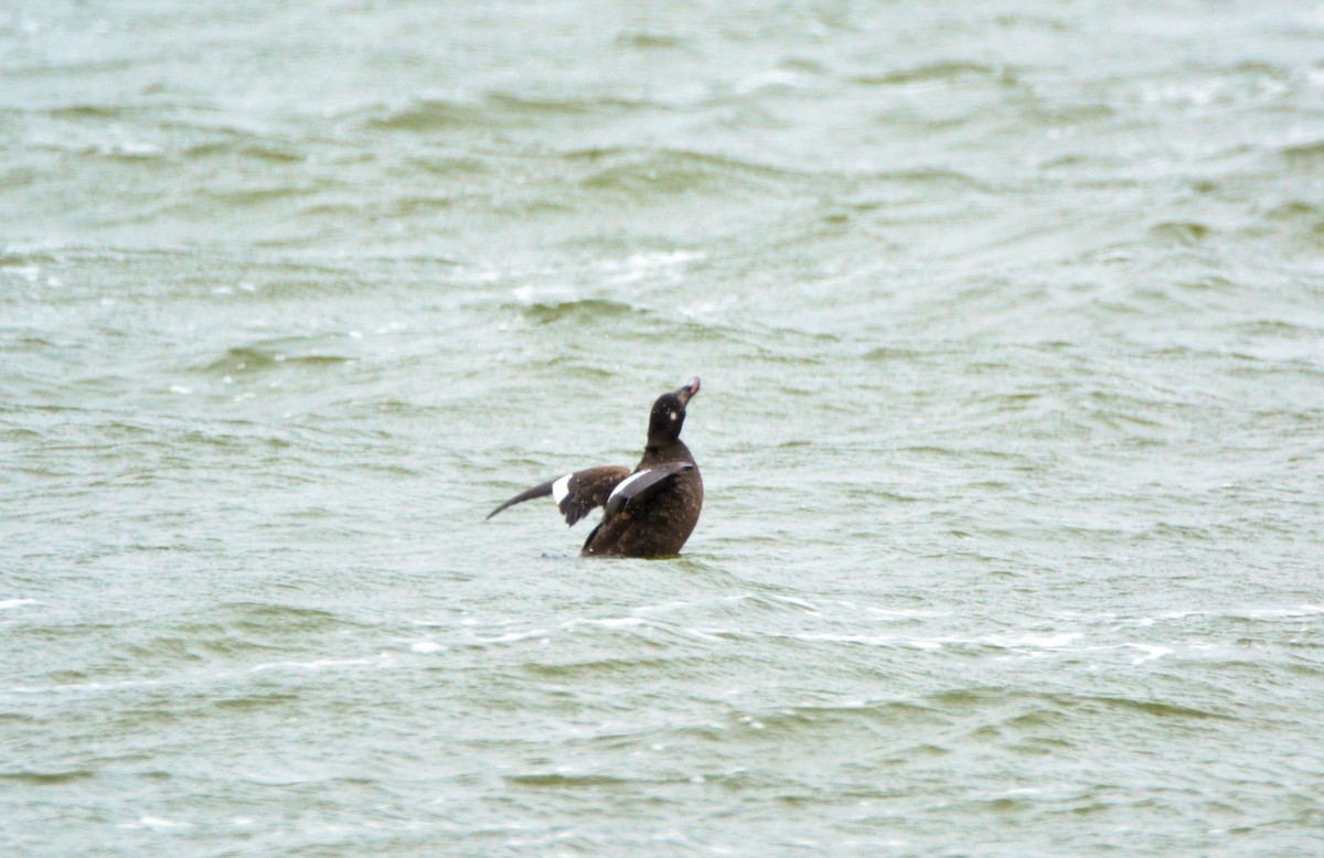 White-winged Scoter - ML619295721