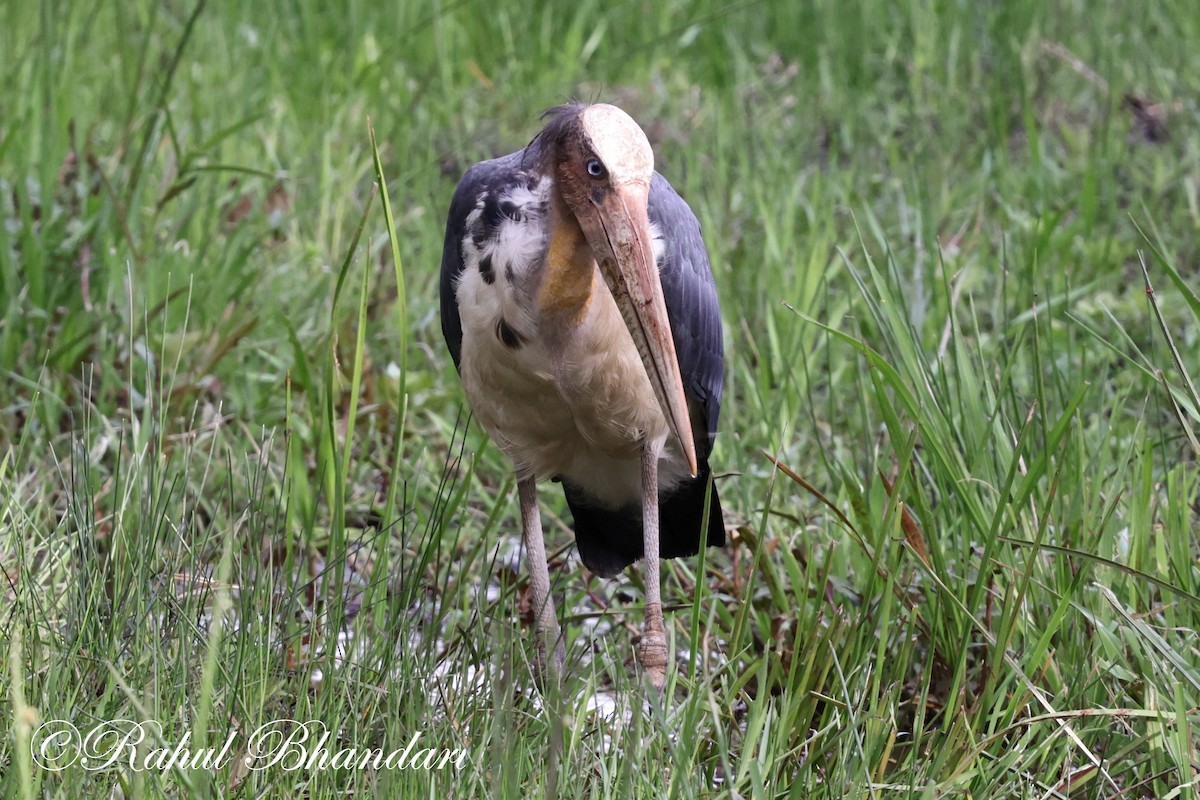 Lesser Adjutant - Rahul Bhandari