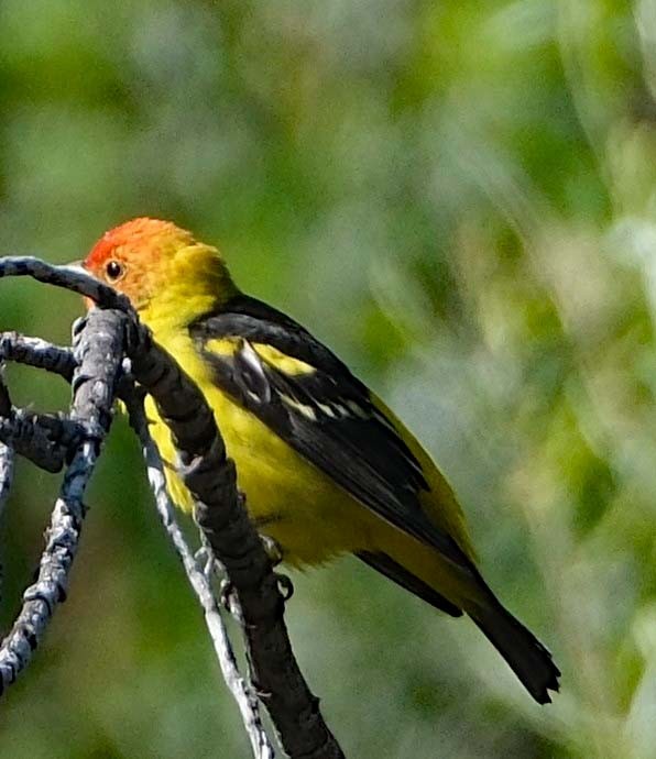 Western Tanager - ML619295763