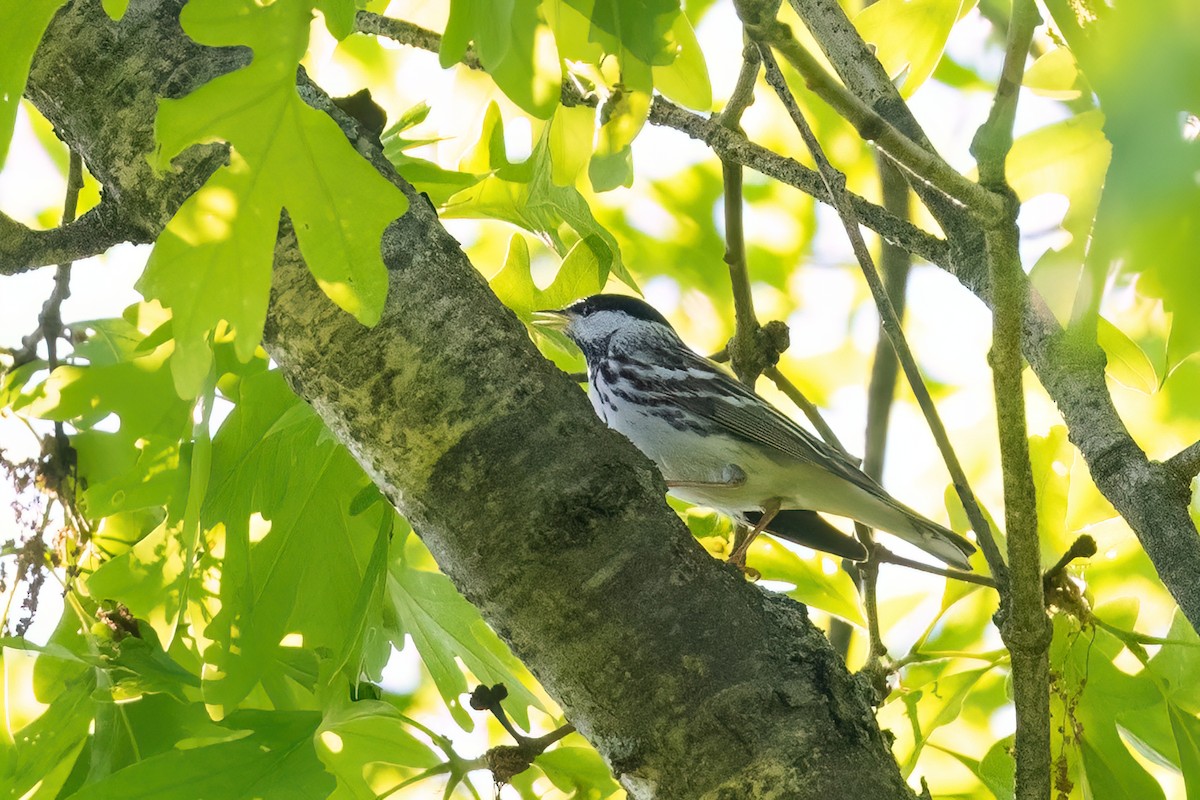 Blackpoll Warbler - ML619295773