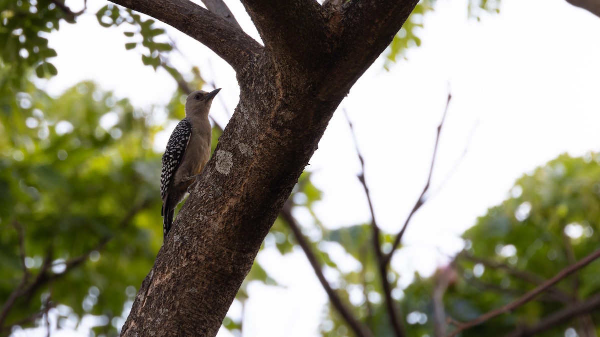 Hoffmann's Woodpecker - John Andersen