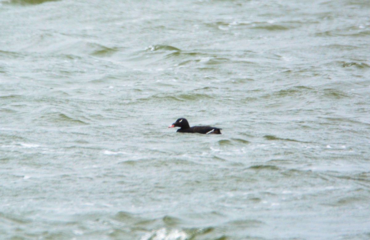 Surf Scoter - Janette Vohs