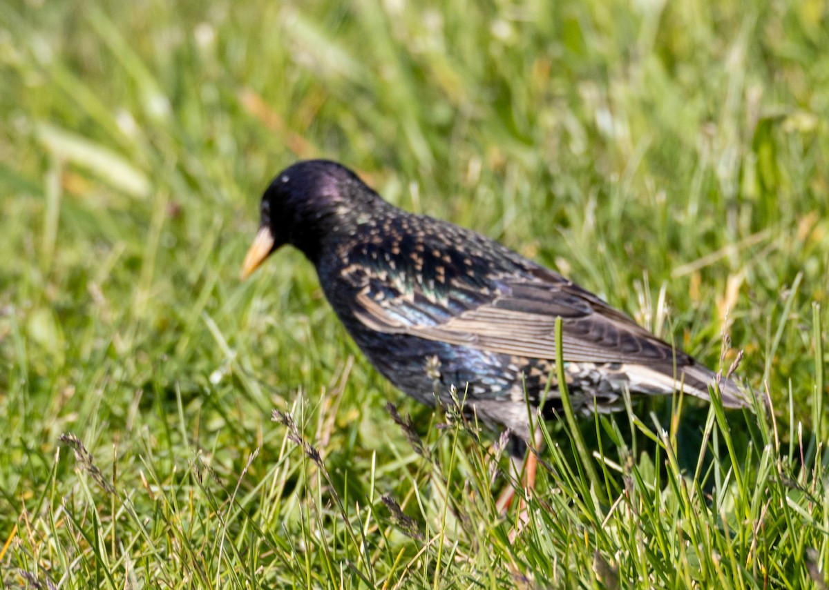 European Starling - ML619295806