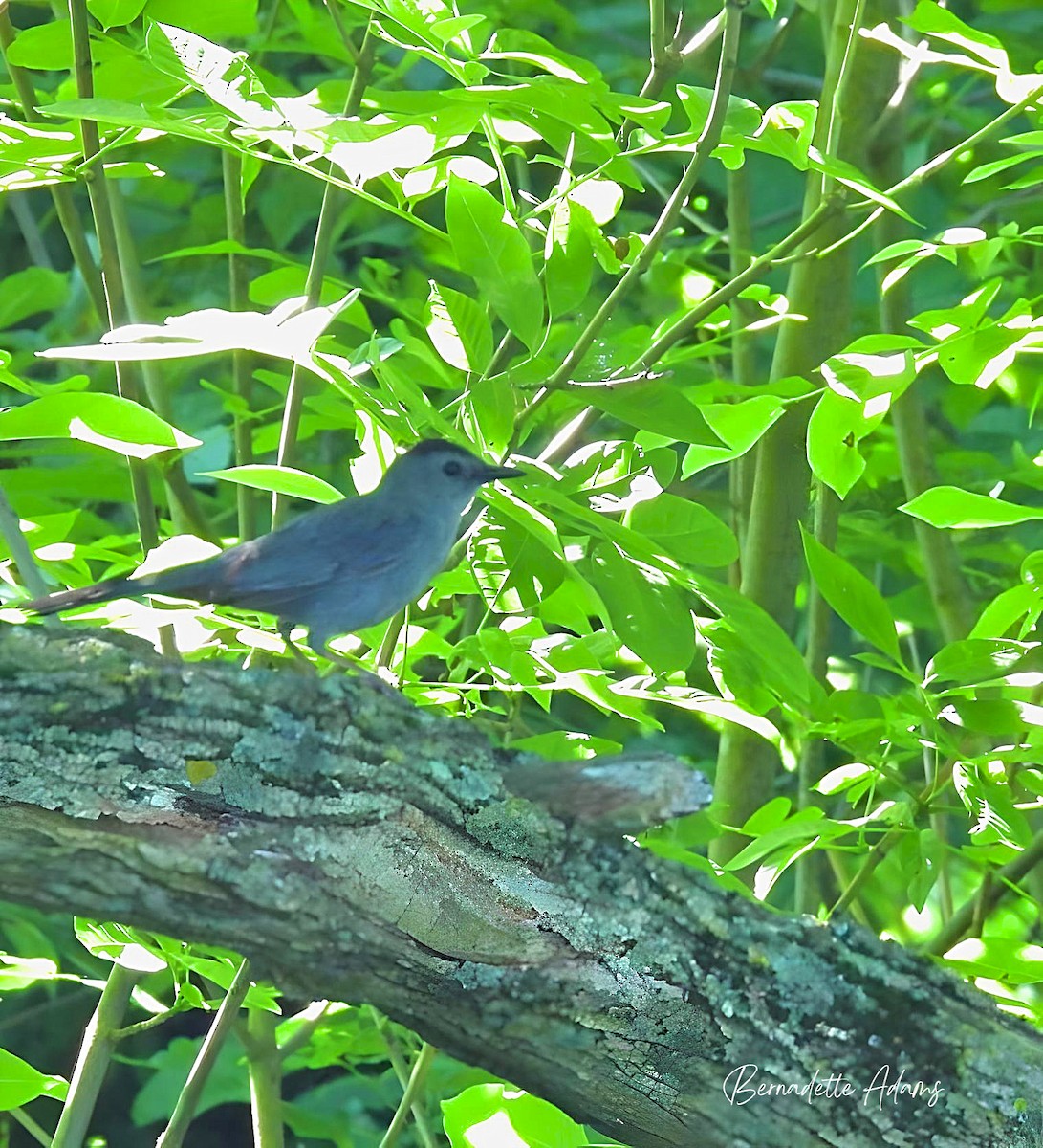 Gray Catbird - ML619295807