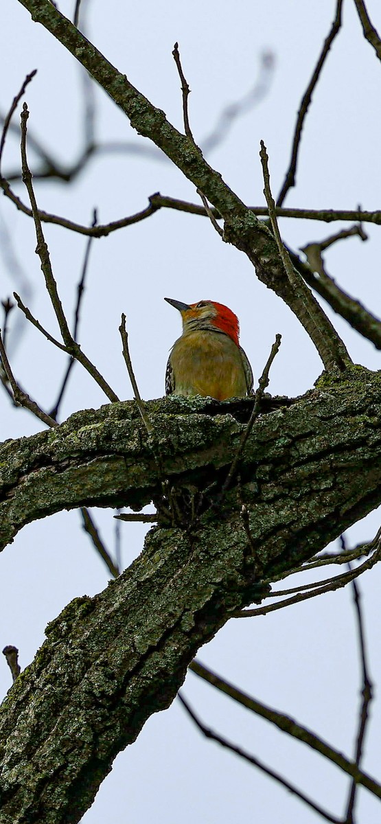 Red-bellied Woodpecker - Barbara Hostetler