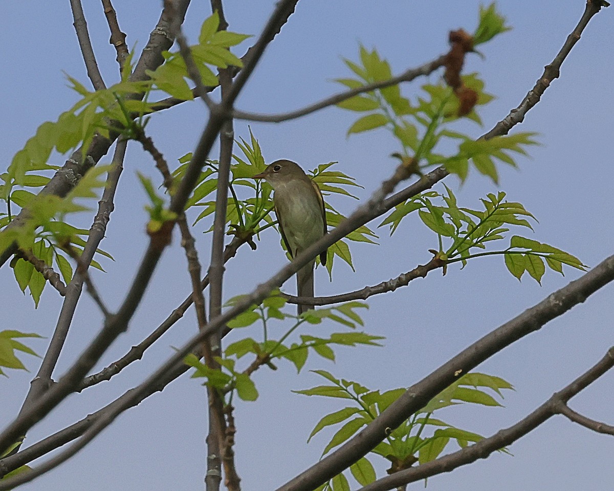 Alder Flycatcher - Steven Mix