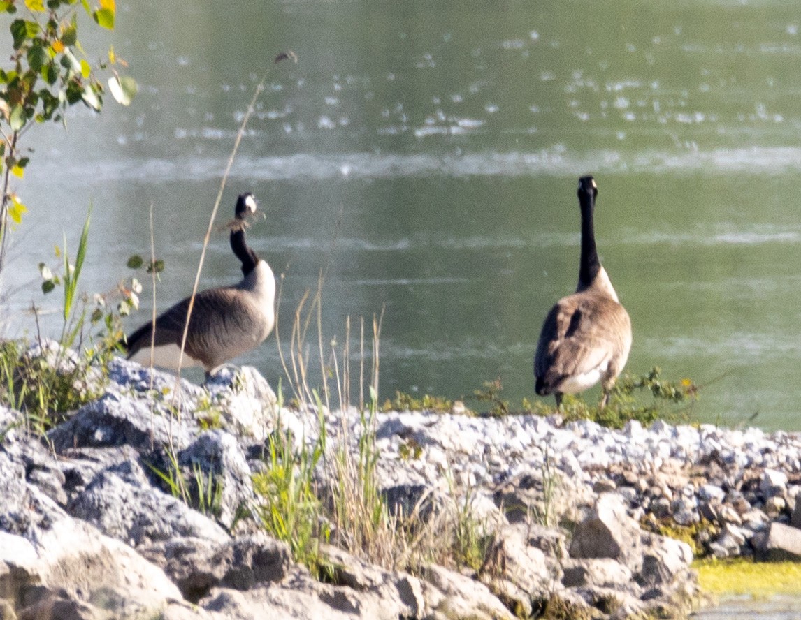 Canada Goose - ML619295832