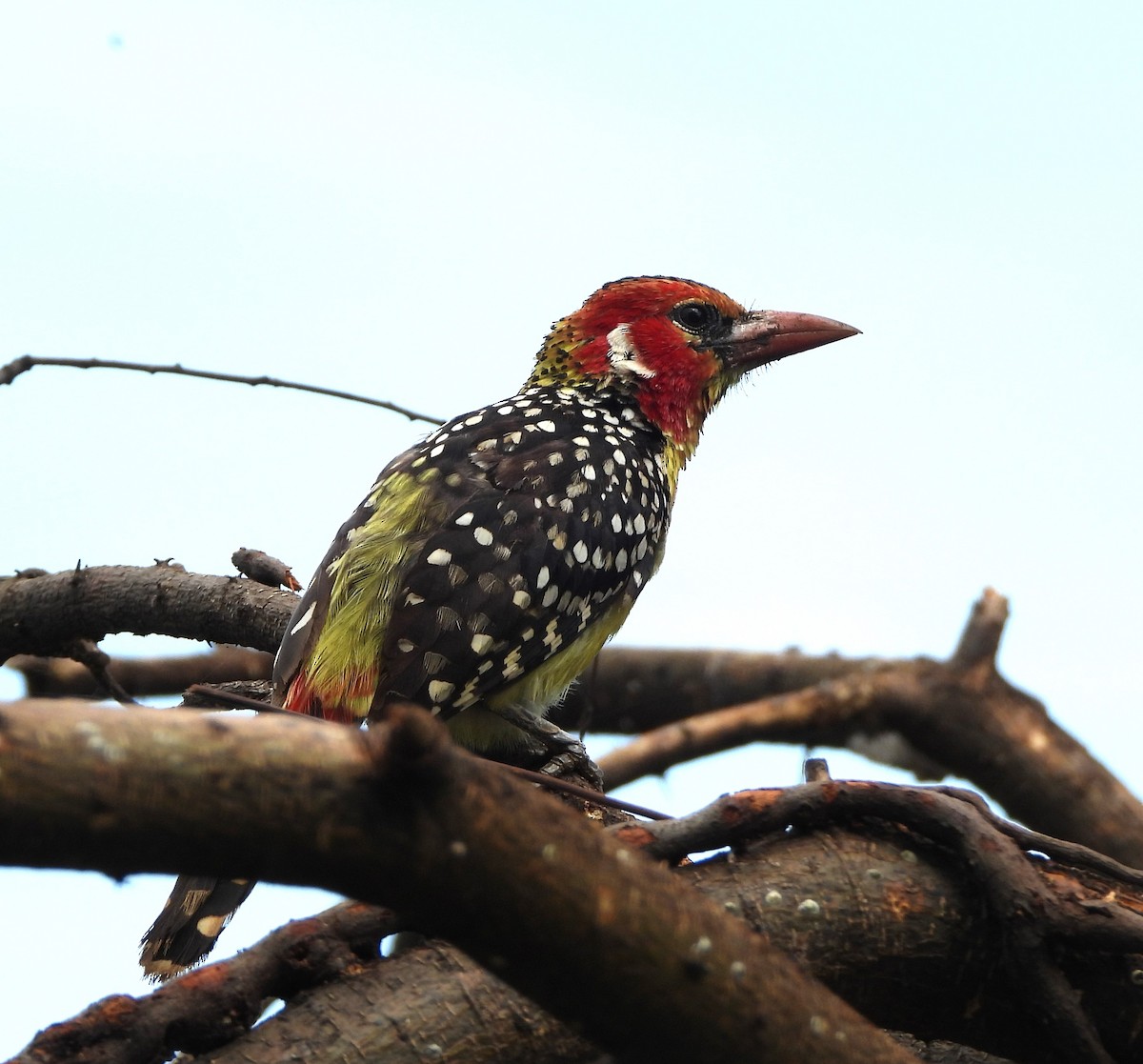 Red-and-yellow Barbet - ML619295838