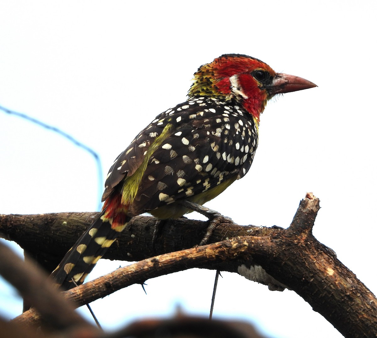 Red-and-yellow Barbet - ML619295839