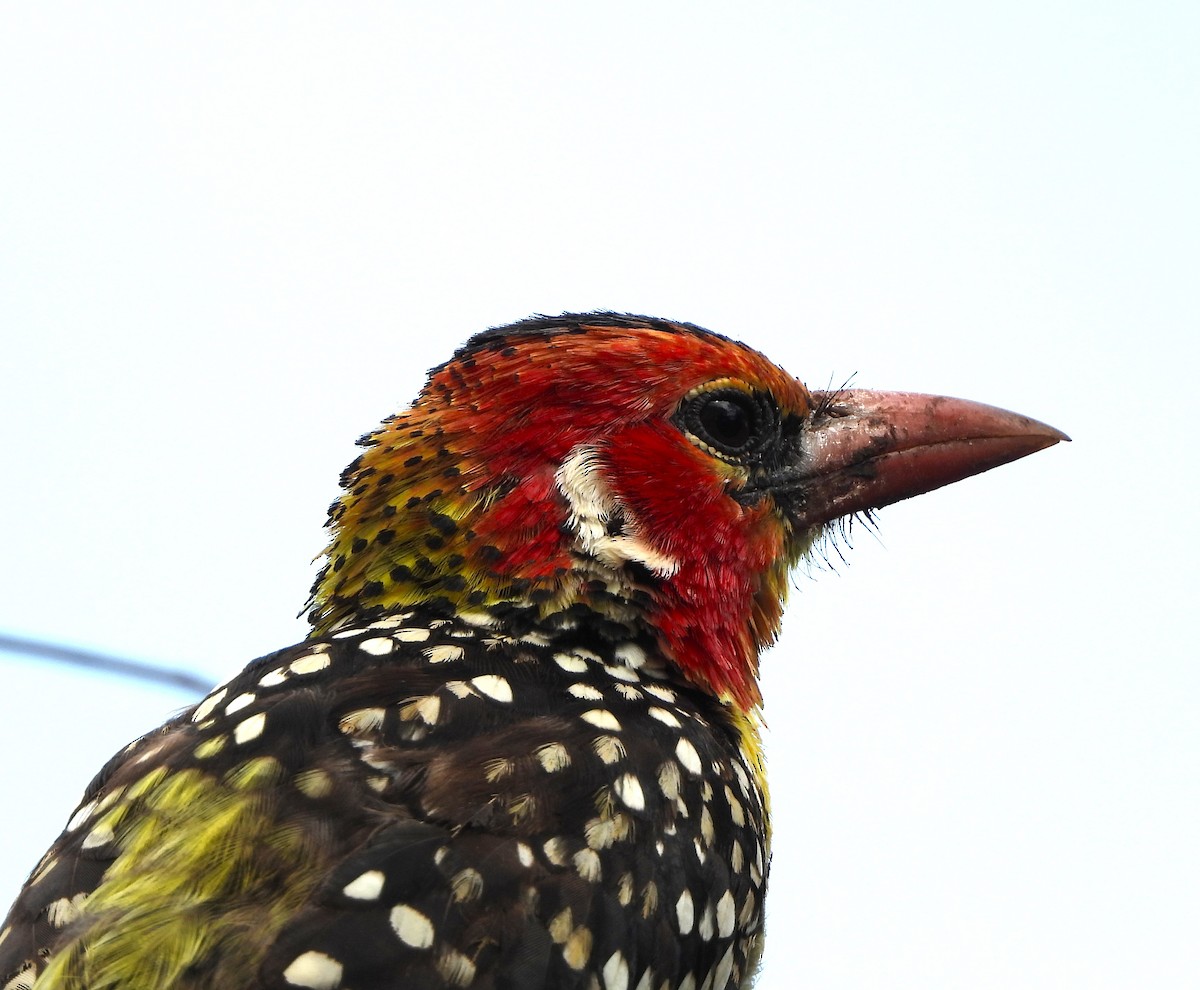 Red-and-yellow Barbet - ML619295840