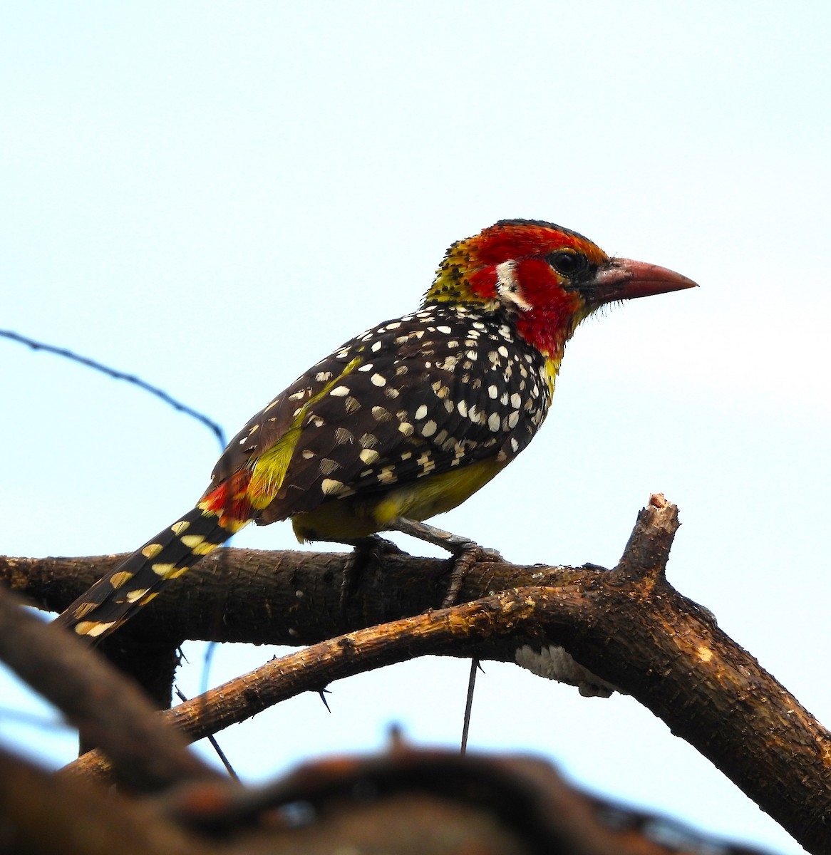Red-and-yellow Barbet - ML619295841