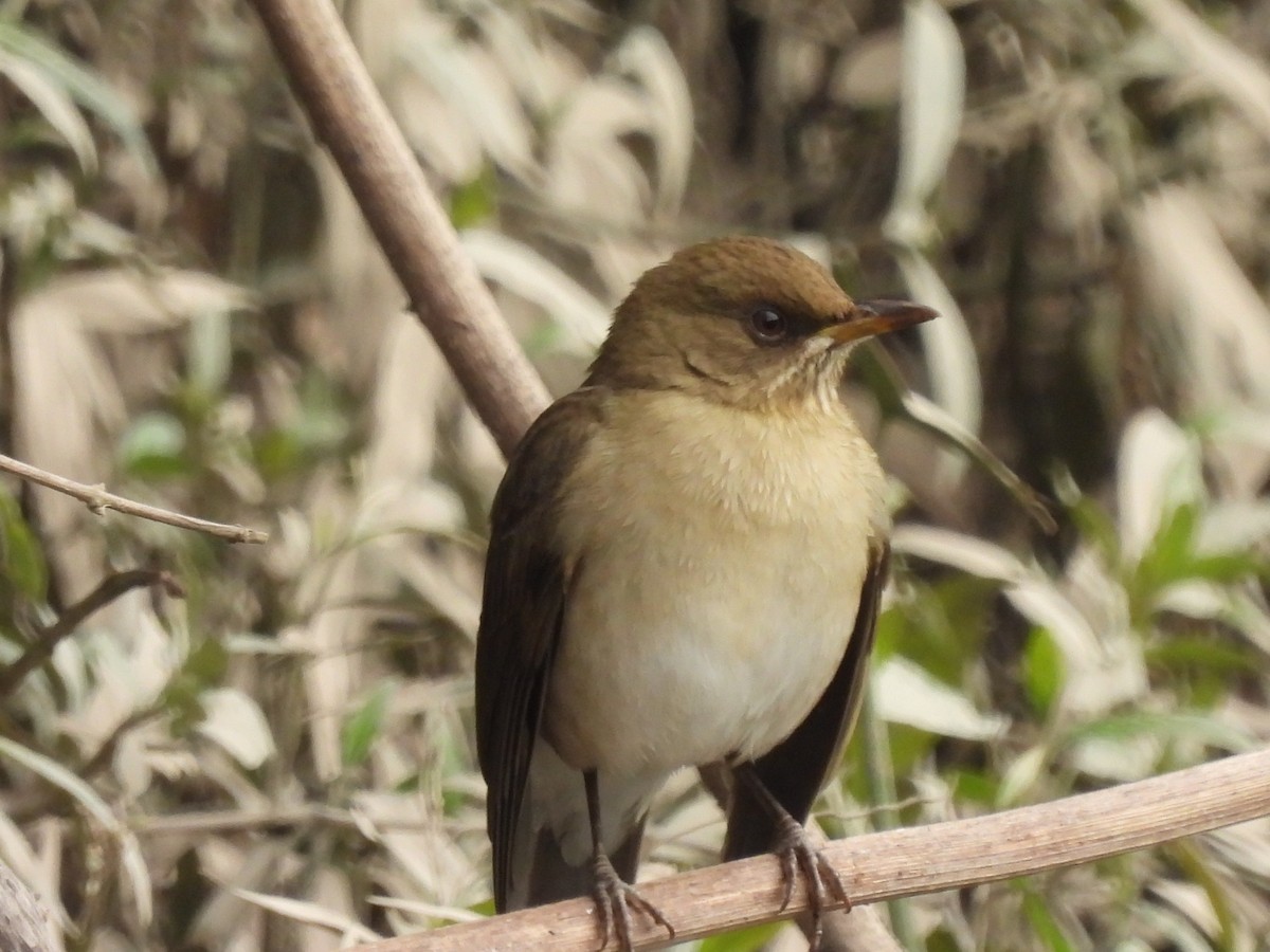 Creamy-bellied Thrush - Laura Bianchi