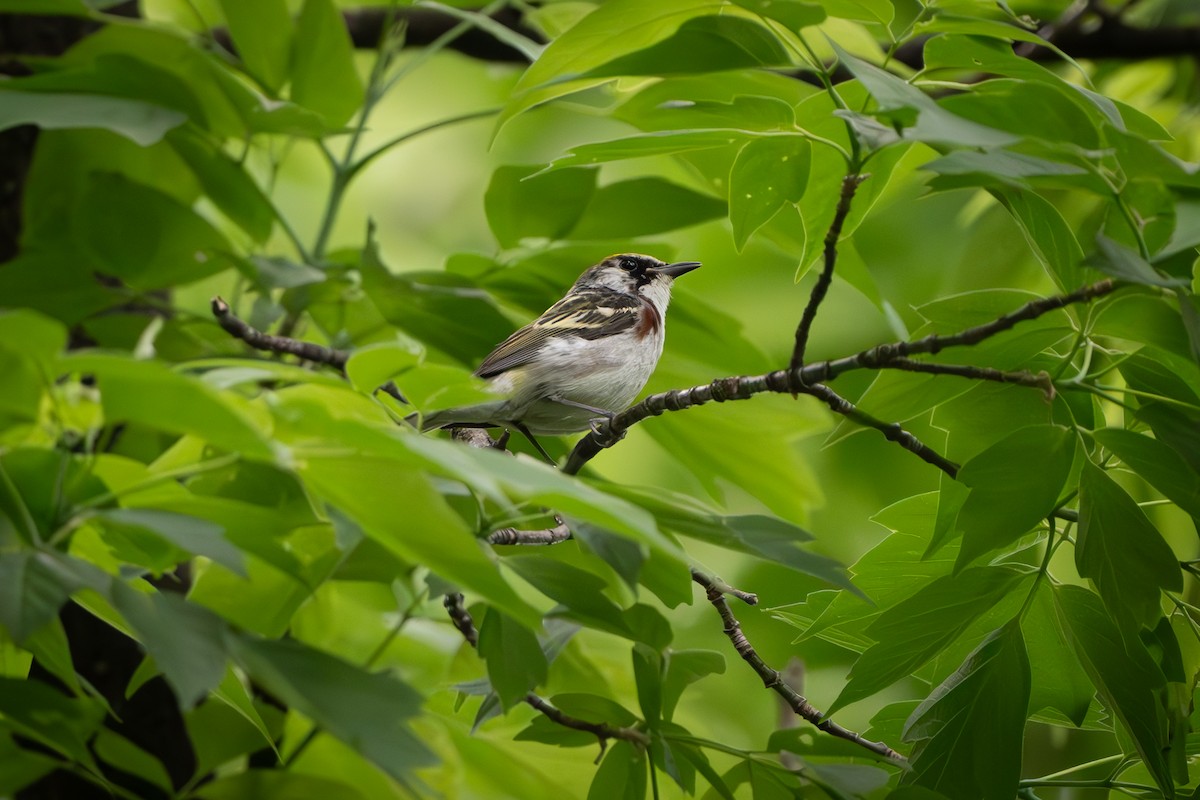 Chestnut-sided Warbler - Myron Peterson