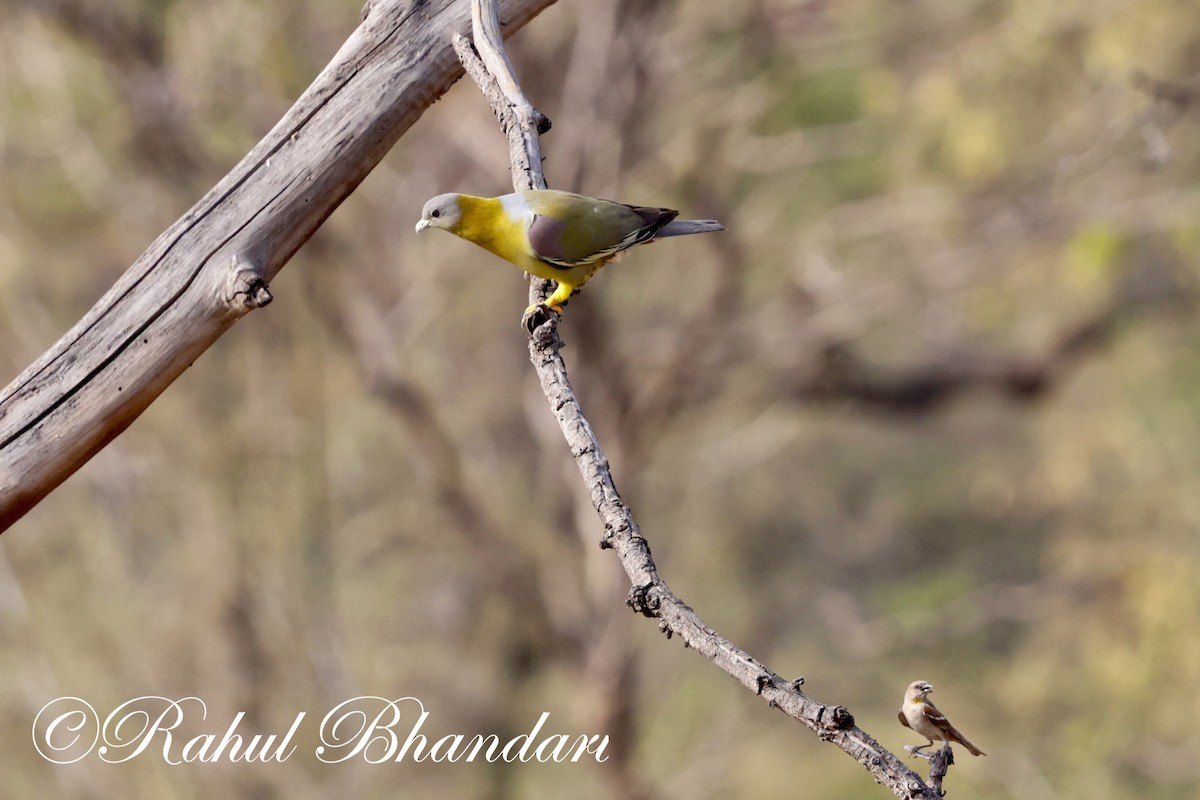 Yellow-footed Green-Pigeon - Rahul Bhandari