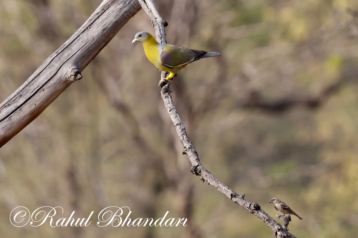 Yellow-footed Green-Pigeon - Rahul Bhandari